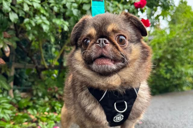 TikTok famous King Chilli has received get well soon wishes from around the world