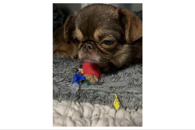 King Chilli is now slowly on the mend