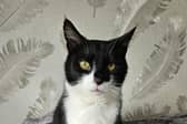Felix has fully recovered and is ready for adoption