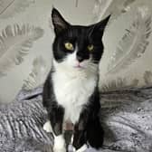 Felix has fully recovered and is ready for adoption