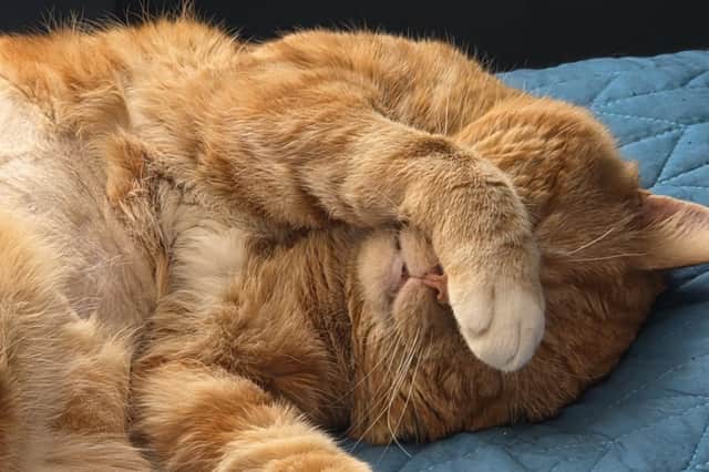 Meet Teddy, one of 142 cats currently cared for by Cat Action Trust 1977 Leeds