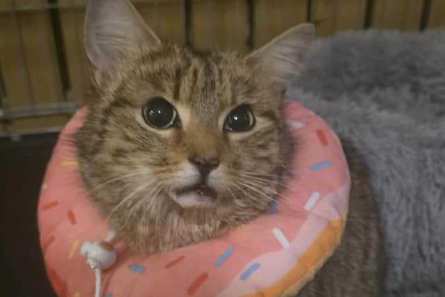 Nettie had to have her jaw rewired after she was hit by a car