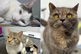 From sensitive senior souls and striking pedigree breeds to a beautiful bonded pair, Cats Protection has 12 rescue cats searching for a loving new family this week