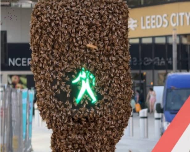 Footage shows bees swarm around a traffic light at Leeds City Station