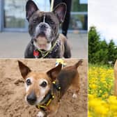 From affectionate 'golden oldies' looking for a quiet retirement to clever youngsters bursting with potential, these beautiful rescue dogs are all searching for their forever families in Leeds