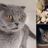 From playful young kittens and inseparable bonded pairs to charming older gents, charity Cats Action Trust is searching for patient, loving owners across Leeds