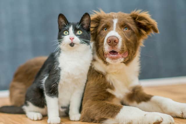 Summer holidays are here, and more pet owners are using Furbo to keep an eye on their home