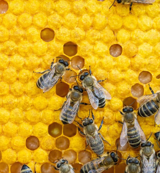 The most undervalued animals are bees, donkeys and mules