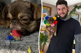 Chilli, a seven-year-old pug, from Leeds, has over 1.5 million followers on his TikTok page King Chilli The Pug.