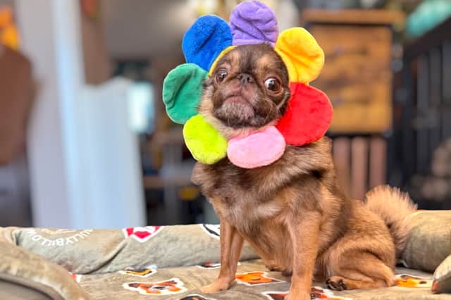 The owners of an internet-famous dog has thanked their fans after an appeal to cover its hospital treatment has reached over £120,000.