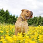 Little seven-year-old Shar Pei Edie is still on the hunt for her forever home after spending most of her life with Dogs Trust.