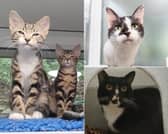 The RSPCA Leeds, Wakefield and District branch is searching for permanent homes for 14 cats currently in its care - here is a look at the rescue animals waiting to meet their new families