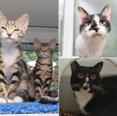 The RSPCA Leeds, Wakefield and District branch is searching for permanent homes for 14 cats currently in its care - here is a look at the rescue animals waiting to meet their new families