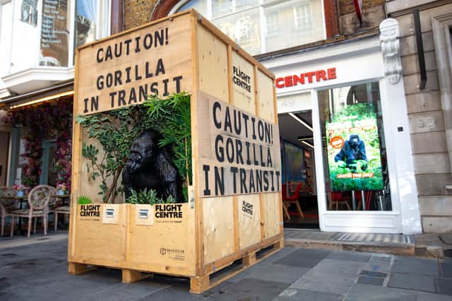 Caesar the gorilla in transit