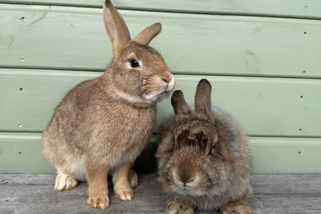 Dickory and Tock at Ivy Dene Rabbit Rescue are still searching for their forever home