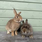 Dickory and Tock at Ivy Dene Rabbit Rescue are still searching for their forever home