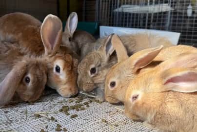 The two rabbits were born at Ivy Dene Rabbit Rescue alongside Hickory, Dock, Tick, Cuckoo, and Pendulum