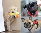 Meet the 22 rescue dogs currently waiting for their forever homes in Leeds