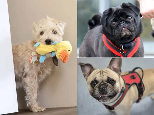 Meet the 22 rescue dogs currently waiting for their forever homes in Leeds