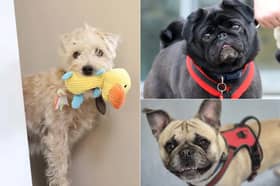 Meet the 22 rescue dogs currently waiting for their forever homes in Leeds