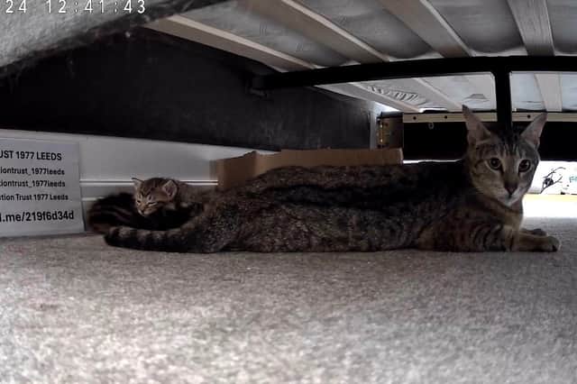 Cat Action Trust 1977 Leeds has started a kitten livestream to show how some of their newest rescues grow