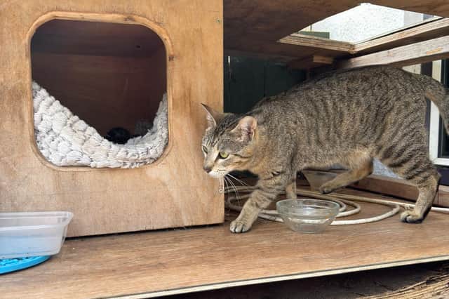 Feral tabby cat Erica before she was rescued