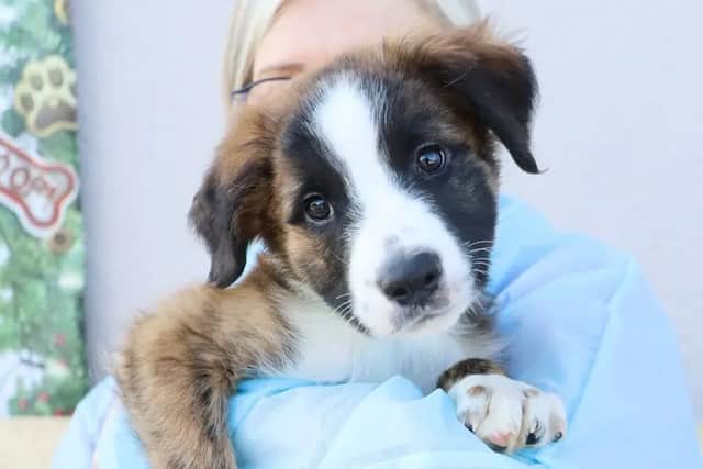 Jonathan from Leeds Dogs Trust is looking for a new home.