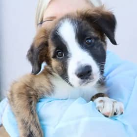 Jonathan from Leeds Dogs Trust is looking for a new home. 