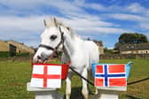 7th July 2026
Pictured  Gordon the Psychic Pony - who has predicting that  England will beat Norway in the round of 16 World Cup quarter final knockout game on Saturday
Picture Gerard Binks