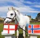 7th July 2026
Pictured  Gordon the Psychic Pony - who has predicting that  England will beat Norway in the round of 16 World Cup quarter final knockout game on Saturday
Picture Gerard Binks