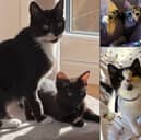 Meet the 31 adorable cats and kittens currently looking for their forever homes across Leeds through the Cat Action Trust