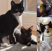 Meet the 31 adorable cats and kittens currently looking for their forever homes across Leeds through the Cat Action Trust