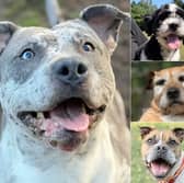 Can you open your home to one of these 12 dogs looking for a new home this summer?