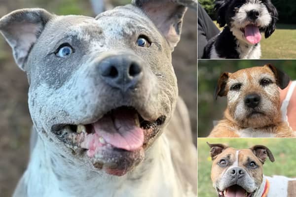 Can you open your home to one of these 12 dogs looking for a new home this summer?