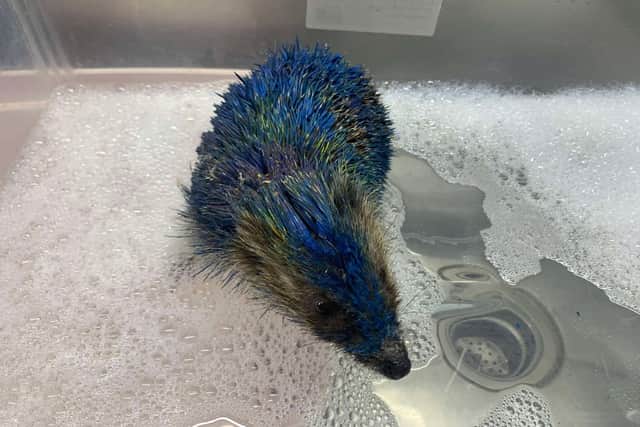 Staff at Prickly Pigs Hedgehog Rescue had to scrub clean the oil-based paint from each individual spine and administer pain relief