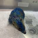 Staff at Prickly Pigs Hedgehog Rescue had to scrub clean the oil-based paint from each individual spine and administer pain relief