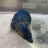 Staff at Prickly Pigs Hedgehog Rescue had to scrub clean the oil-based paint from each individual spine and administer pain relief