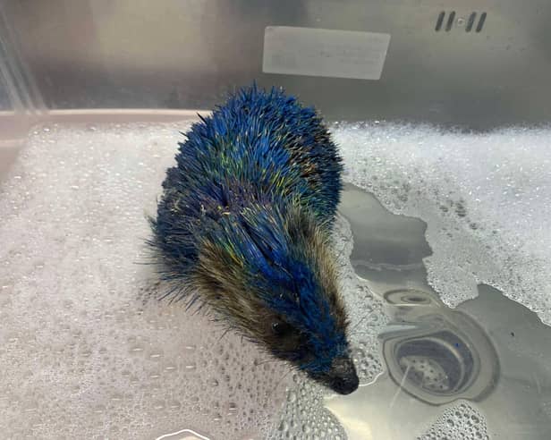 Staff at Prickly Pigs Hedgehog Rescue had to scrub clean the oil-based paint from each individual spine and administer pain relief