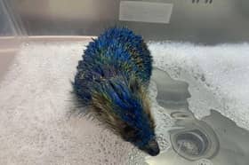Staff at Prickly Pigs Hedgehog Rescue had to scrub clean the oil-based paint from each individual spine and administer pain relief