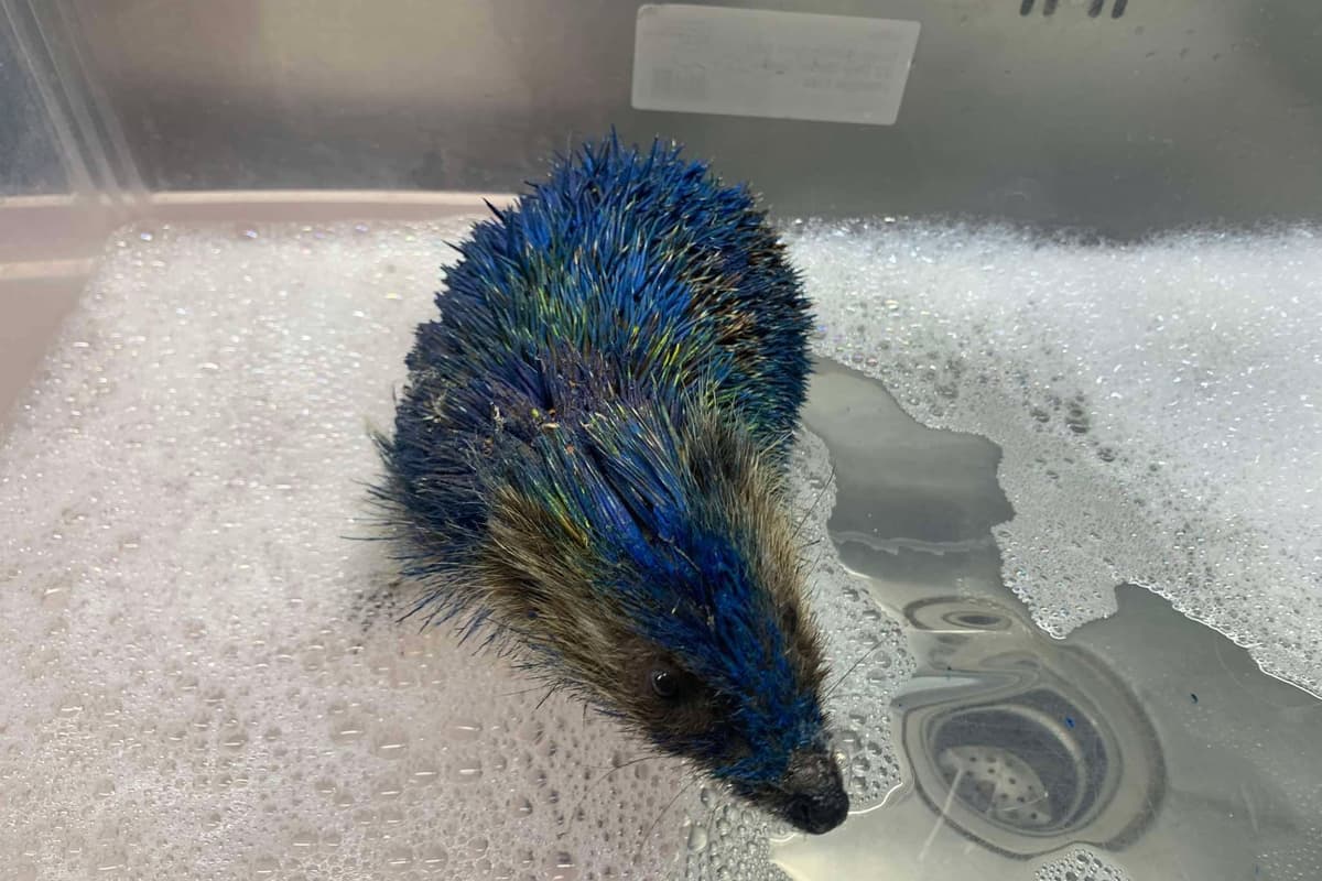 Fundraiser launched for Leeds wildlife rescue following death of hedgehog ...