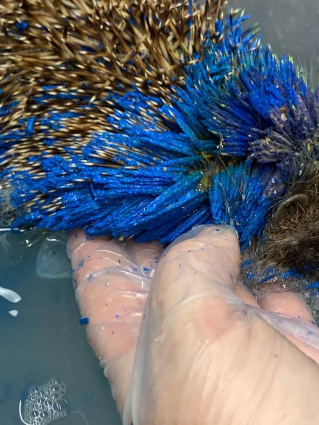 A hedgehog that was painted blue