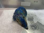 A hedgehog that was painted blue being cleaned in the bath
