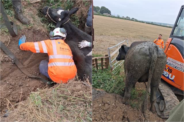 A cow had become trapped in a narrow ditch at a farm in Wharfedale
