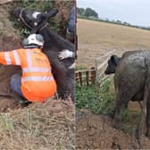 A cow had become trapped in a narrow ditch at a farm in Wharfedale