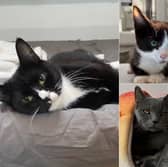 From energetic kittens to sweet-natured older moggies, Yorkshire Cat Rescue currently has 21 rescue cats patiently waiting for loving families across Leeds