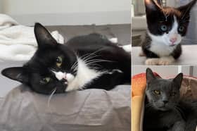 From energetic kittens to sweet-natured older moggies, Yorkshire Cat Rescue currently has 21 rescue cats patiently waiting for loving families across Leeds