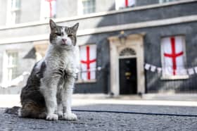 Larry the cat outside Number 10 Downing Street
