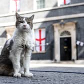 Larry the cat outside Number 10 Downing Street