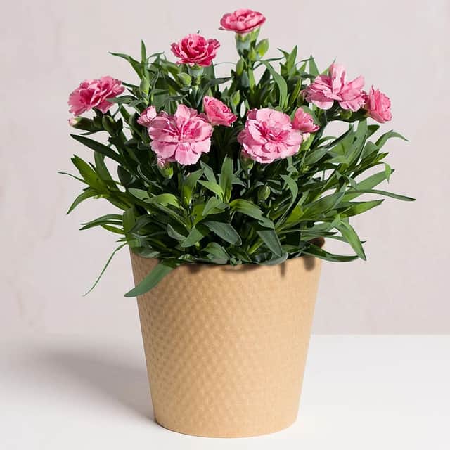 Pink Carnation Plant