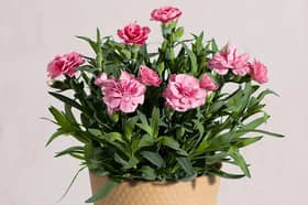 Pink Carnation Plant